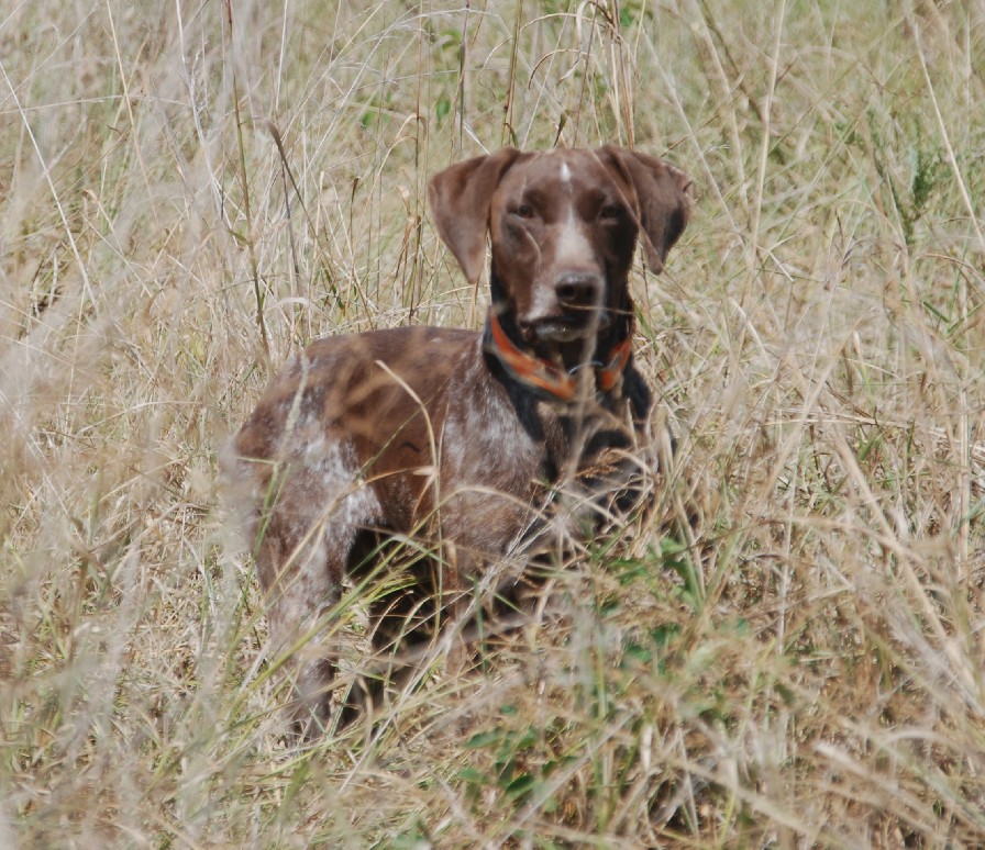 JOLEE'S QUAILHAMMERING PIDGE