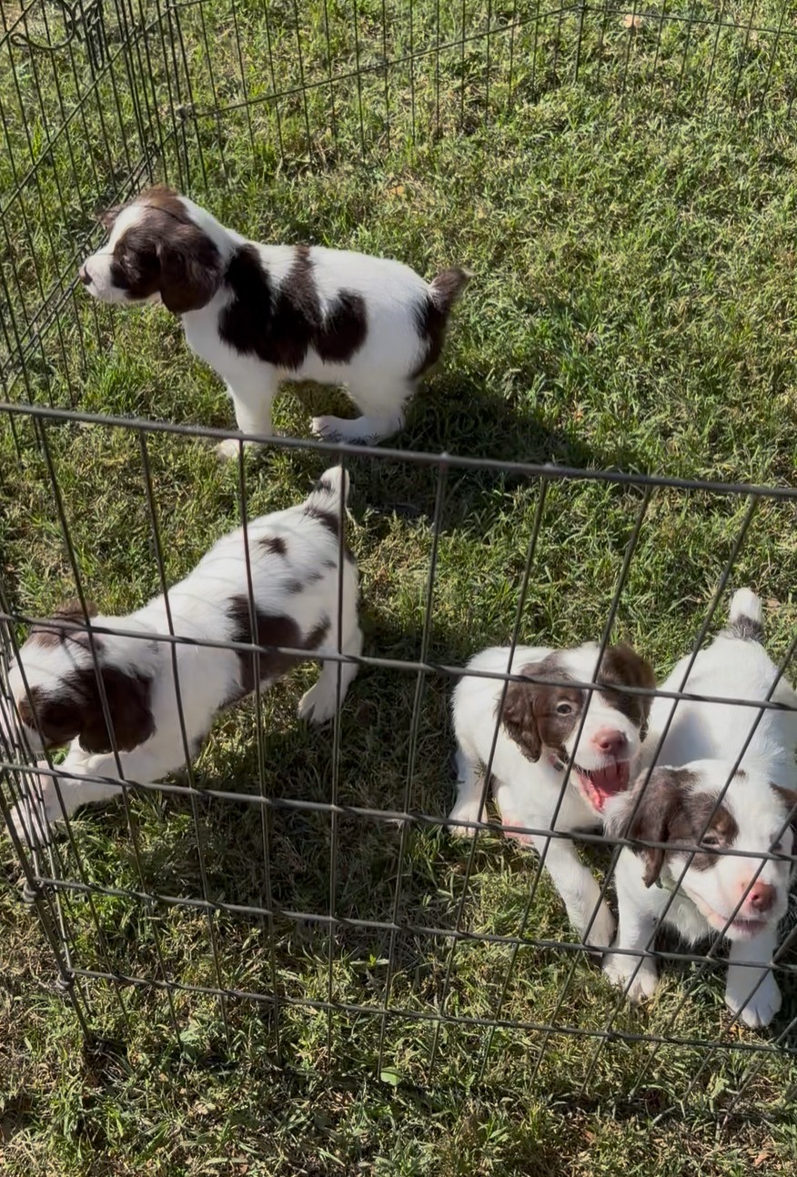 KATE/BLUE LITTER 2025