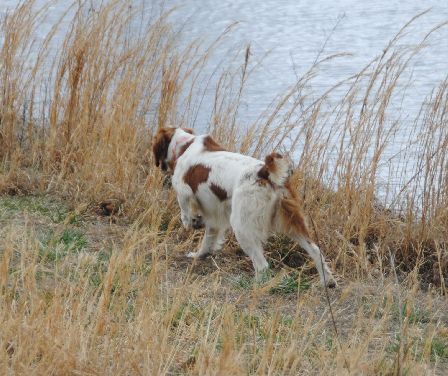 OTTER CREEK WATSON SIMBA