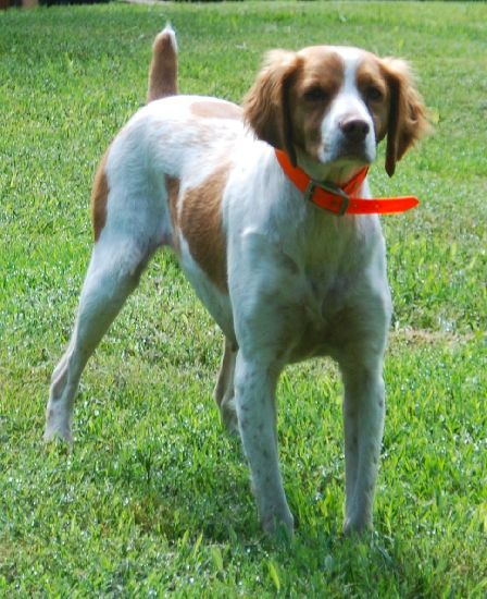 OTTER CREEK JB'S OZARK SWEET PEACH