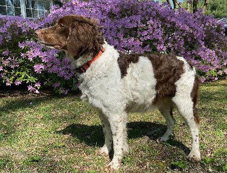 MADELEINE'S SNEFFELS SOPHIE