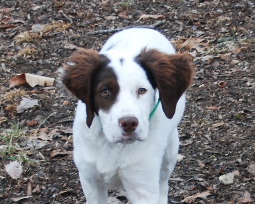 OTTER CREEK MIDNIGHT JUDEA (JUDY)