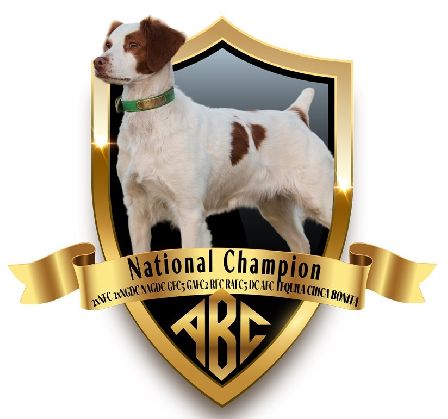 American Brittany Club